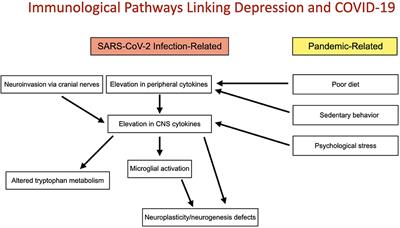 Immunological Interfaces: The COVID-19 Pandemic and Depression